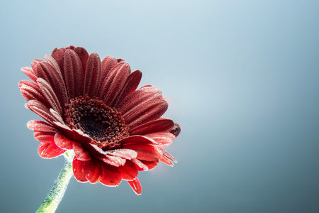 Postcard red gerbera flower closeup with water drops. soft grey background.の写真素材