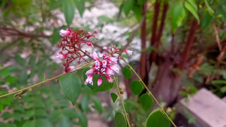 Carambola or star apple flower on tree in tropical garden.の写真素材
