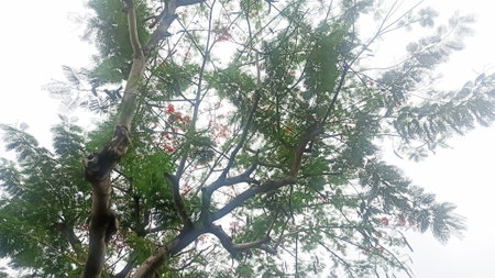 Beautiful tree with green leaves and red flowers in the garden.