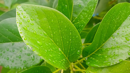 Green avocado leaves with water droplets after rain in the garden. Natural background.の写真素材