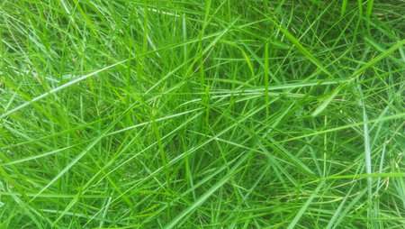 Green grass background. Green grass texture. Close up of green grass.