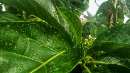 Green avocado leaves with water droplets after rain in the garden. Natural background.の写真素材