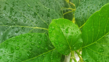 Green avocado leaves with water droplets after rain in the garden. Natural background.