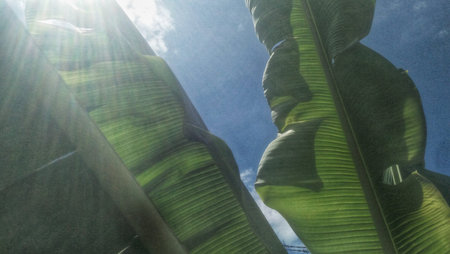 Banana leaves against the blue sky with sun rays and lens flareの写真素材