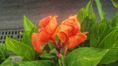 Canna flower in the garden with copy space for add text.の写真素材