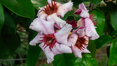 Close up of pink and white flower with green leaves background in garden