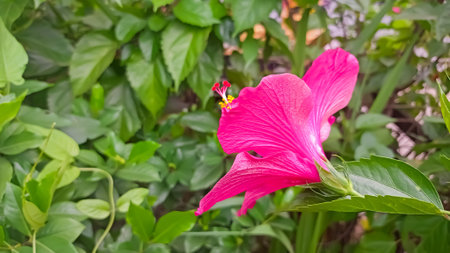 Pink hibiscus flower blooming in the garden with green leaves backgroundの写真素材