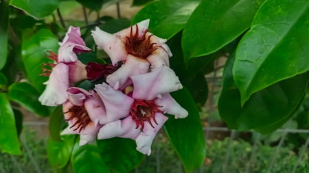Beautiful pink and white flower in the garden with green leaves background