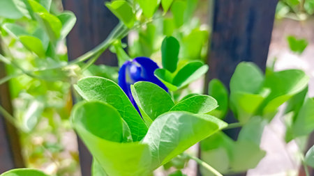 Butterfly pea or butterfly pea in the garden.の写真素材