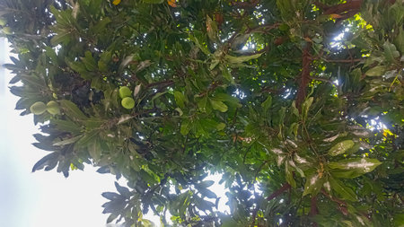 Green mango tree with fruits and leaves on a sunny summer day.