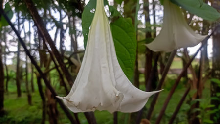 Datura stramonium, flower in the garden.の写真素材