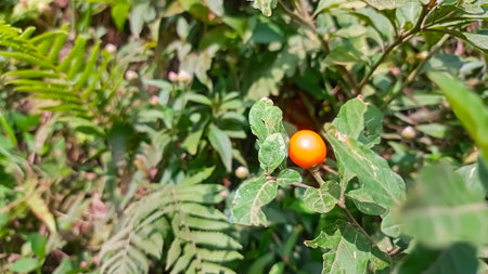 A picture of Jerusalem cherry or solanum pseudocapsicumの写真素材