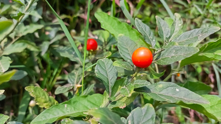 A picture of Jerusalem cherry or solanum pseudocapsicumの写真素材