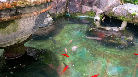Koi fish swimming in the pond. The pond is full of fish.の写真素材