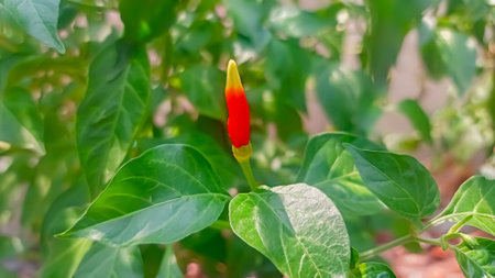Red hot chili pepper on the plant in the garden. Selective focus.