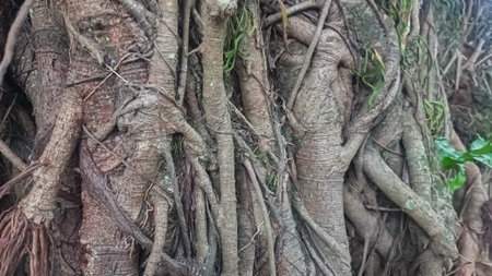 Banyan tree roots close-up. Tropical forest background.