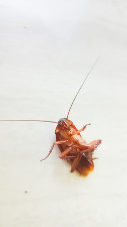 Cockroach on white background, cockroach on white background.