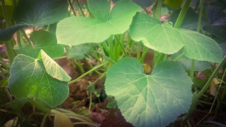 Green leaves of zucchini growing in the garden, soft focus
