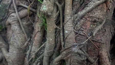 Close-up of the roots of a banyan tree.