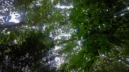 Sunlight shining through the leaves of trees in the forest, natural background