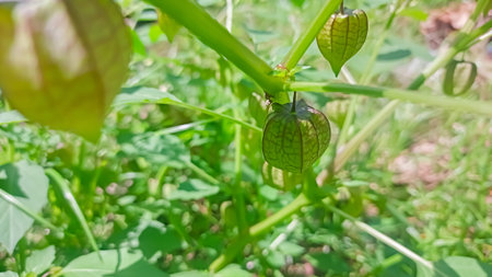 Close up of physalis peruviana plant growing in the garden. Fresh Golden Berry (Physalis) - Exotic Superfood for Healthy Lifestyle.の写真素材