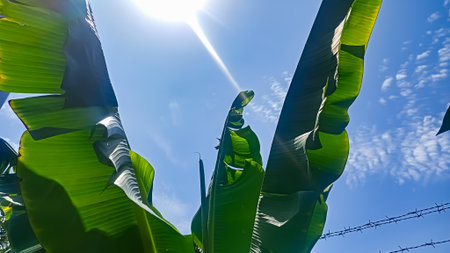 Banana leaves against the blue sky and sun. Natural background.の写真素材