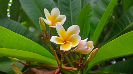 Plumeria flower blooming on the tree in the garden.