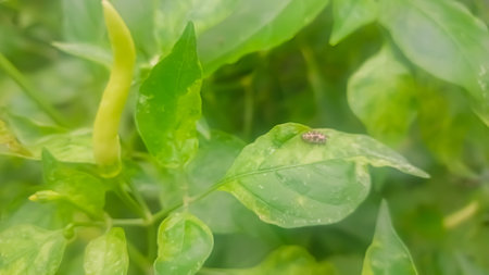 Close-up of a small aphid on a green pepper plant