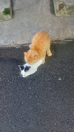Two Domestic Cats Mating Outdoors in Natural Environment