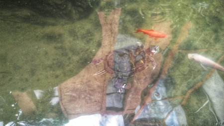 turtle swimming in the pond with goldfish in the background.