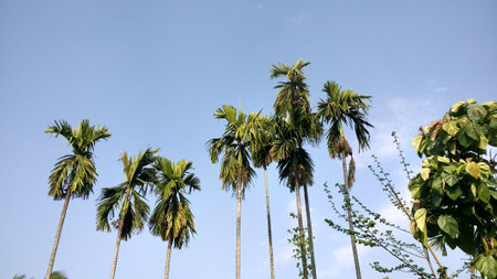 Coconut tree
