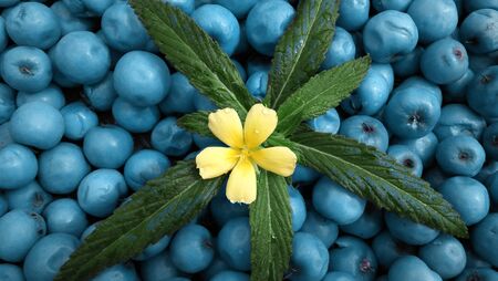 Colorfull Flower with blue color berry Natural photoの写真素材