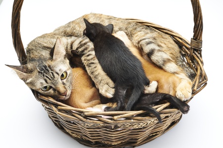Cat Familyの写真素材