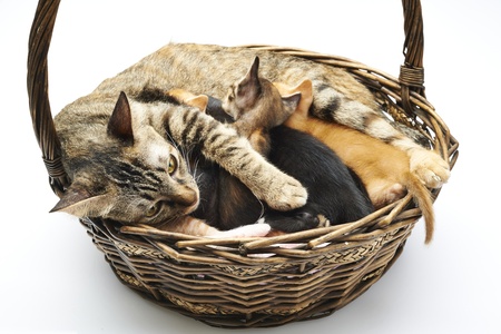 Cat Familyの写真素材