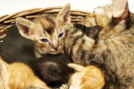 Cat Familyの写真素材