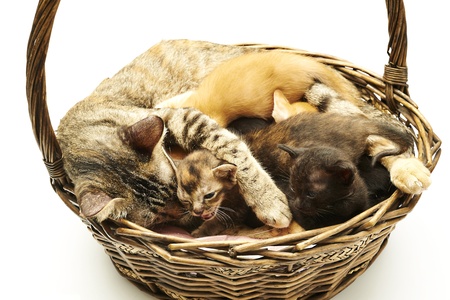 Cat Familyの写真素材