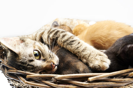 Cat Family