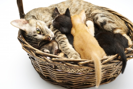 Cat Familyの写真素材