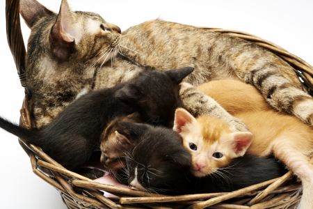 Cat Familyの写真素材