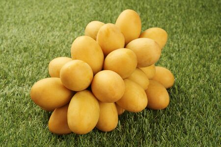 Marian plum fruit on grass background  asia fruitの写真素材
