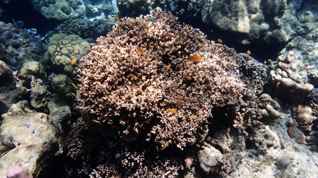 Coral and reef life at Moo Koh Surin Thailand