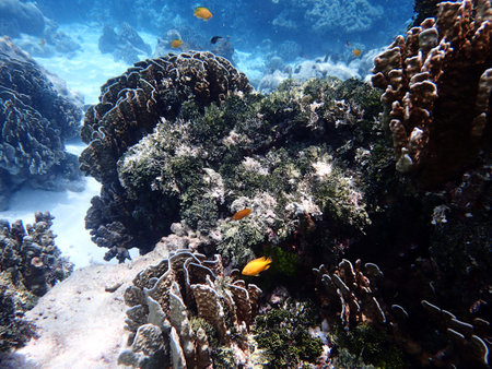 Coral and reef life at Moo Koh Surin Thailand