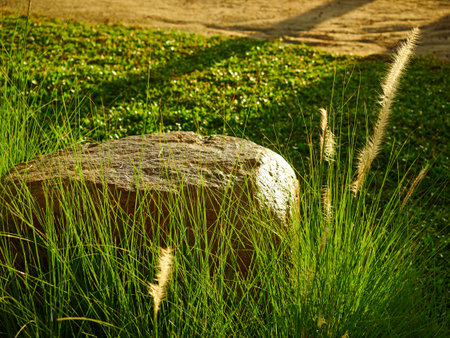 grass flower in Moo Koh Surin Thailandの写真素材