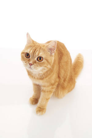 orange domestic cat isolated on white backgroundの写真素材