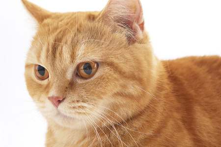 orange domestic cat isolated on white backgroundの写真素材