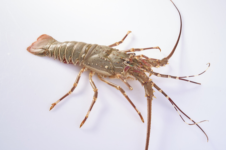 lobster isolated on a white studio backgroundの写真素材