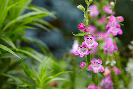Little pink flowers in garden - pink flower in parkの写真素材