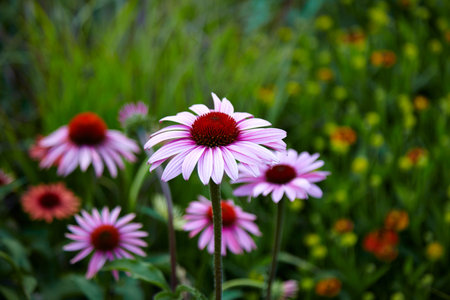 Little pink flowers in garden - pink flower in parkの写真素材