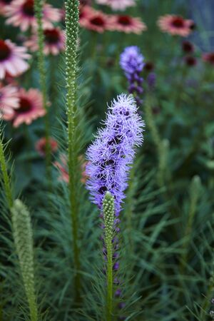 Little pink flowers in garden - pink flower in parkの写真素材