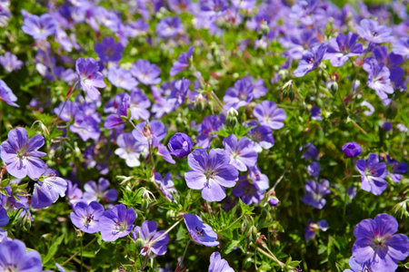 Background soft violet little flowers in park - USAの写真素材